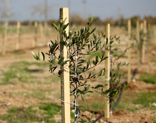 plant-image
